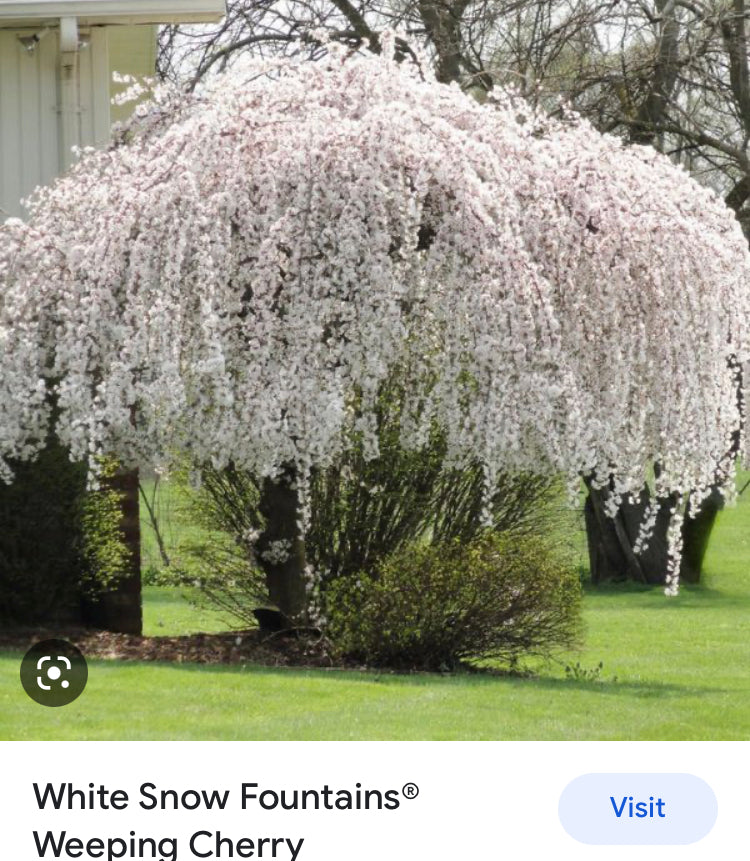 15GAL WEEPING CHERRY WHITE Installation/Tree
