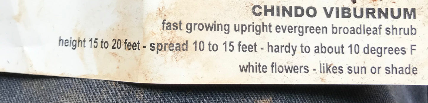 Chindo Viburnum 15 Gallon Installation/Plantings