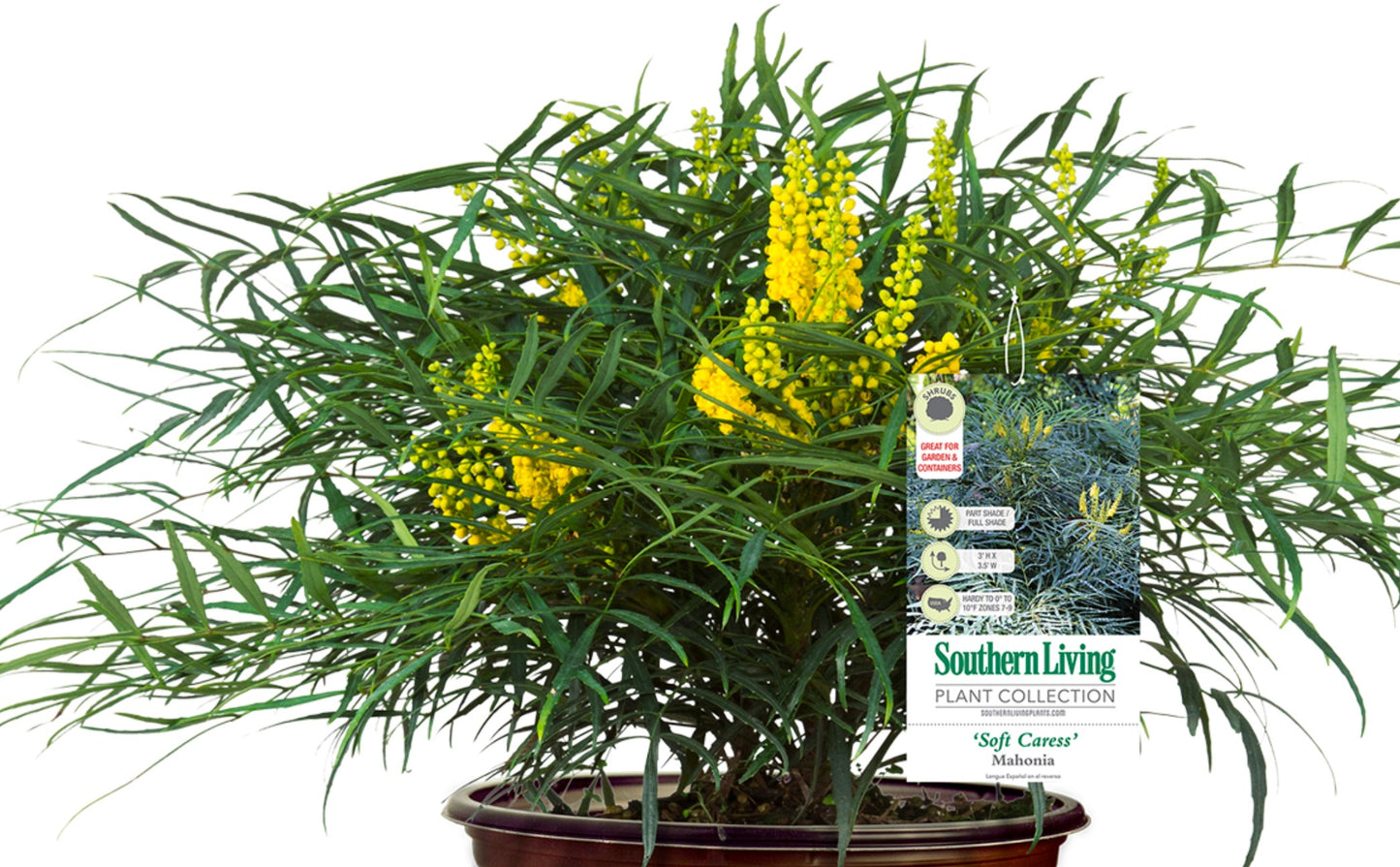 Mahonia Soft Caress 3G Installation/Plantings