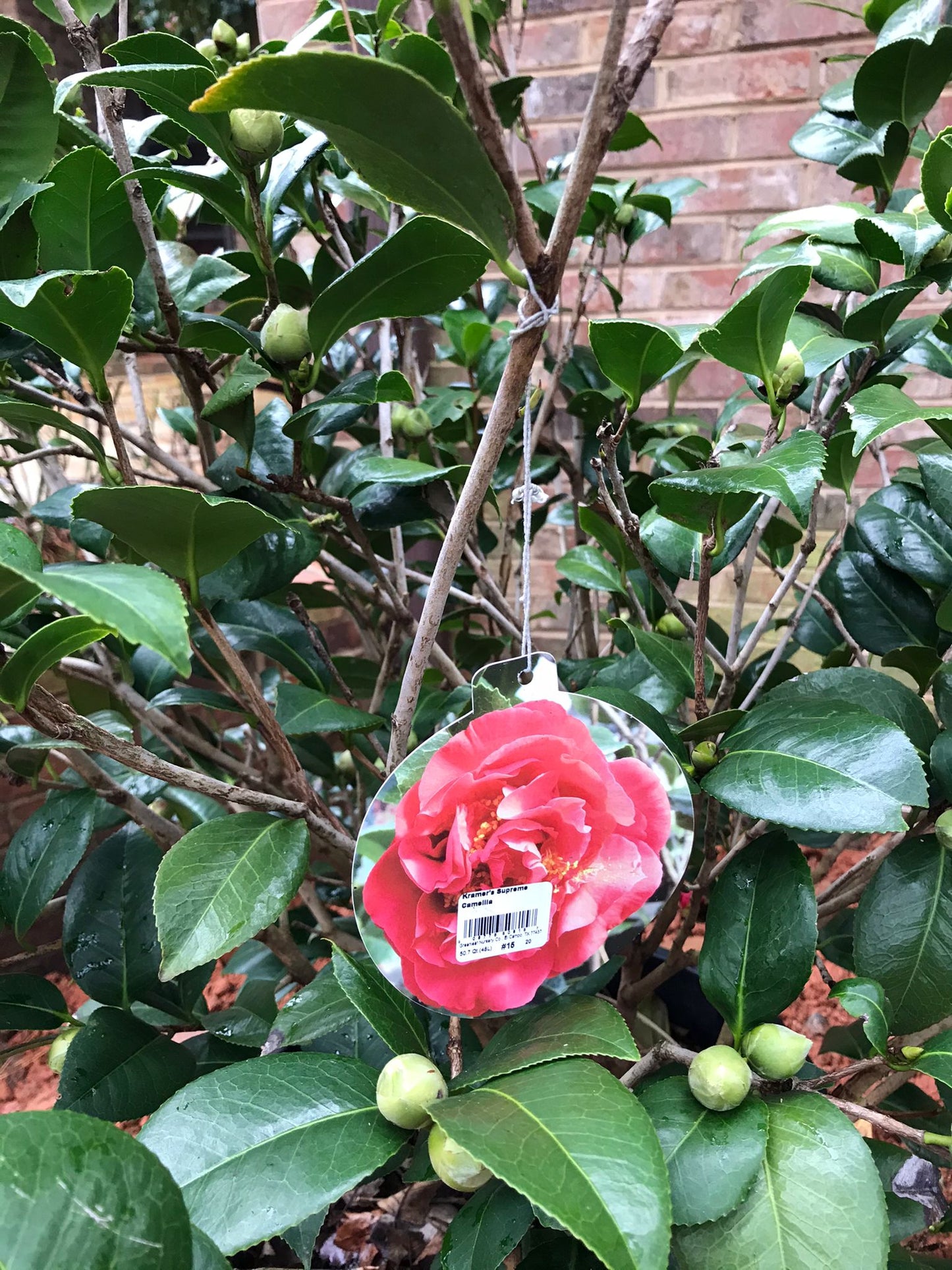 KRAMERS SUPREME CAMELLIA JAPANESE 15 Gallon Installation/Plantings