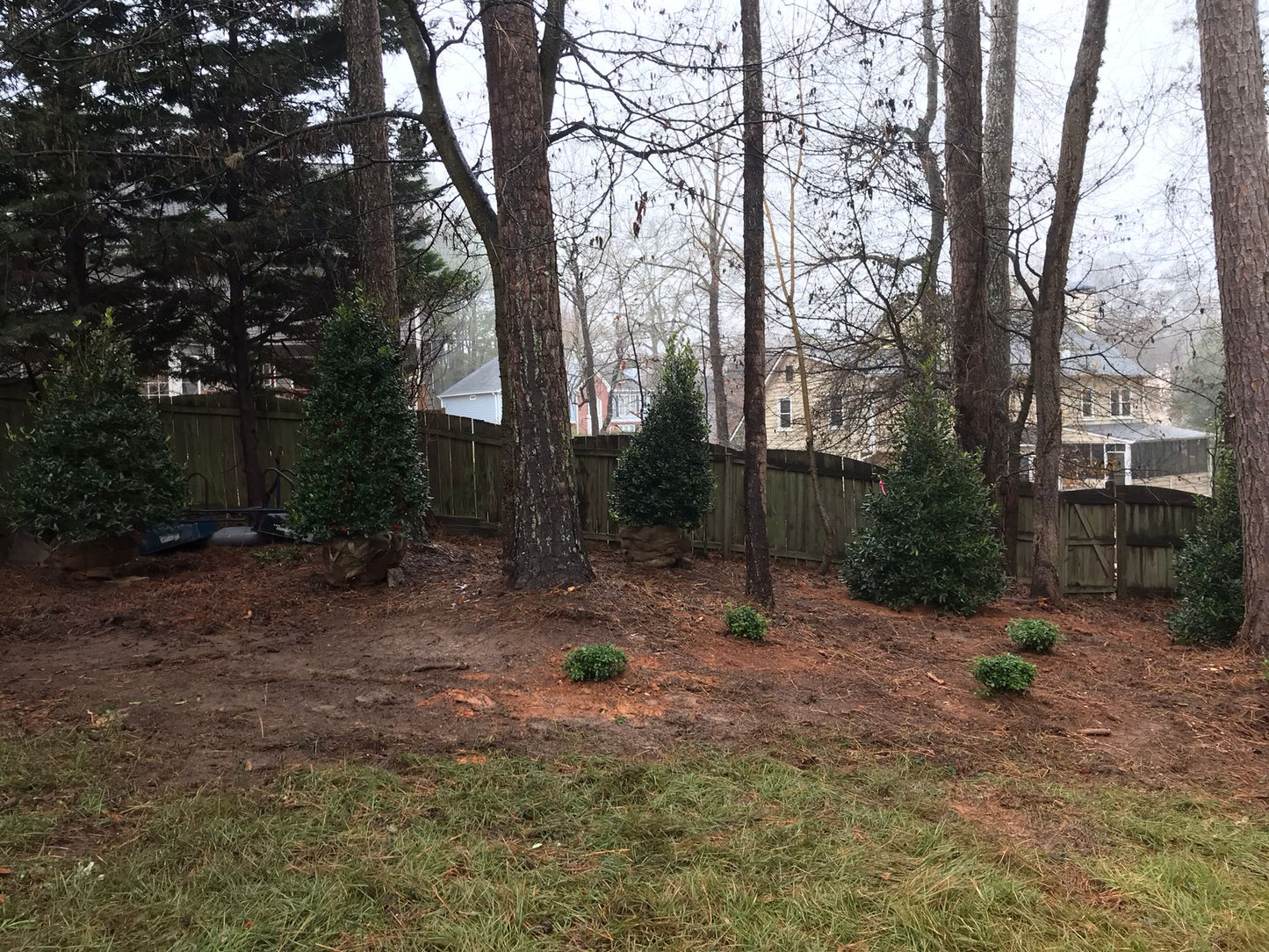 6 Feet tall NELL R. STEVENS HOLLY Installation/Tree