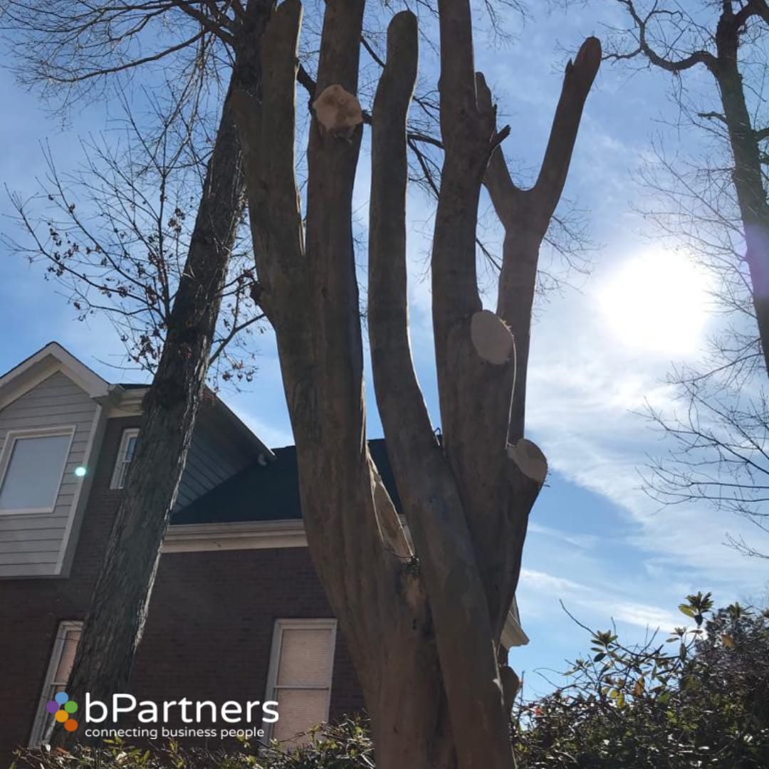 Biger Crape Myrtles Maintenance/Cut