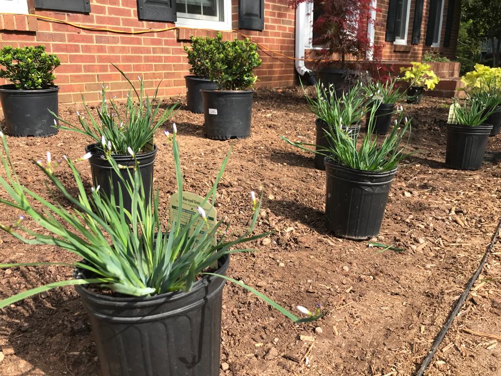 Lucerne Blue-Eyed Grass 1 Gallon Installation/Plantings