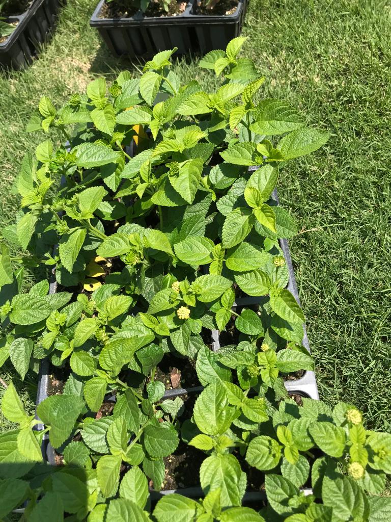 Flats of Lantana Evita Yellow Installation /Seasonal Landscape Flowers