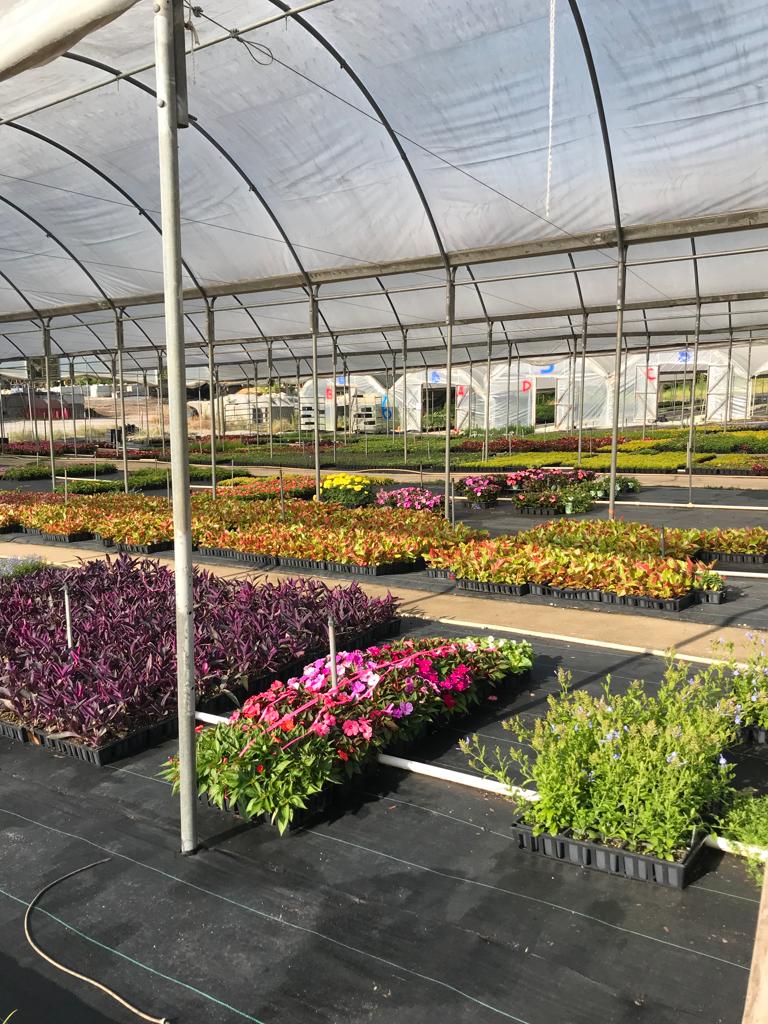 Flats of BEGONIA Fibrous Root Installation /Seasonal Landscape Flowers