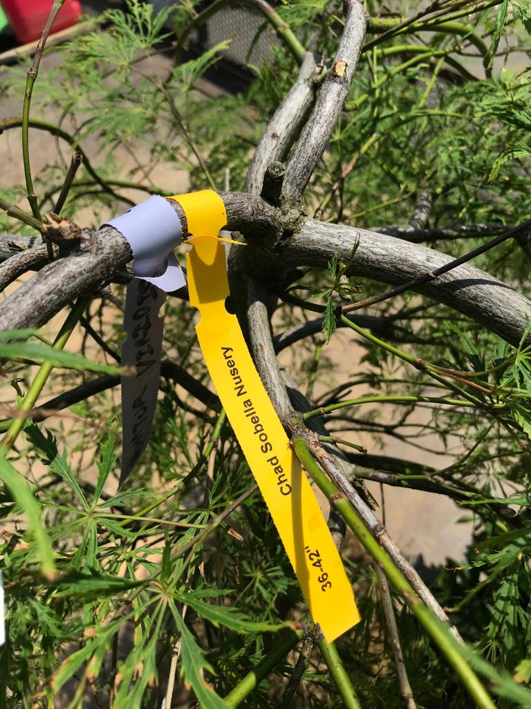 Viridis Cutleaf Japanese Maple 36 Inch Installation/Tree