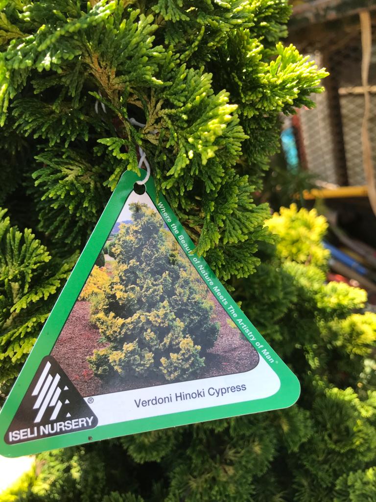 Verdoni Hinoki Cypress #15 Container Installation/Tree