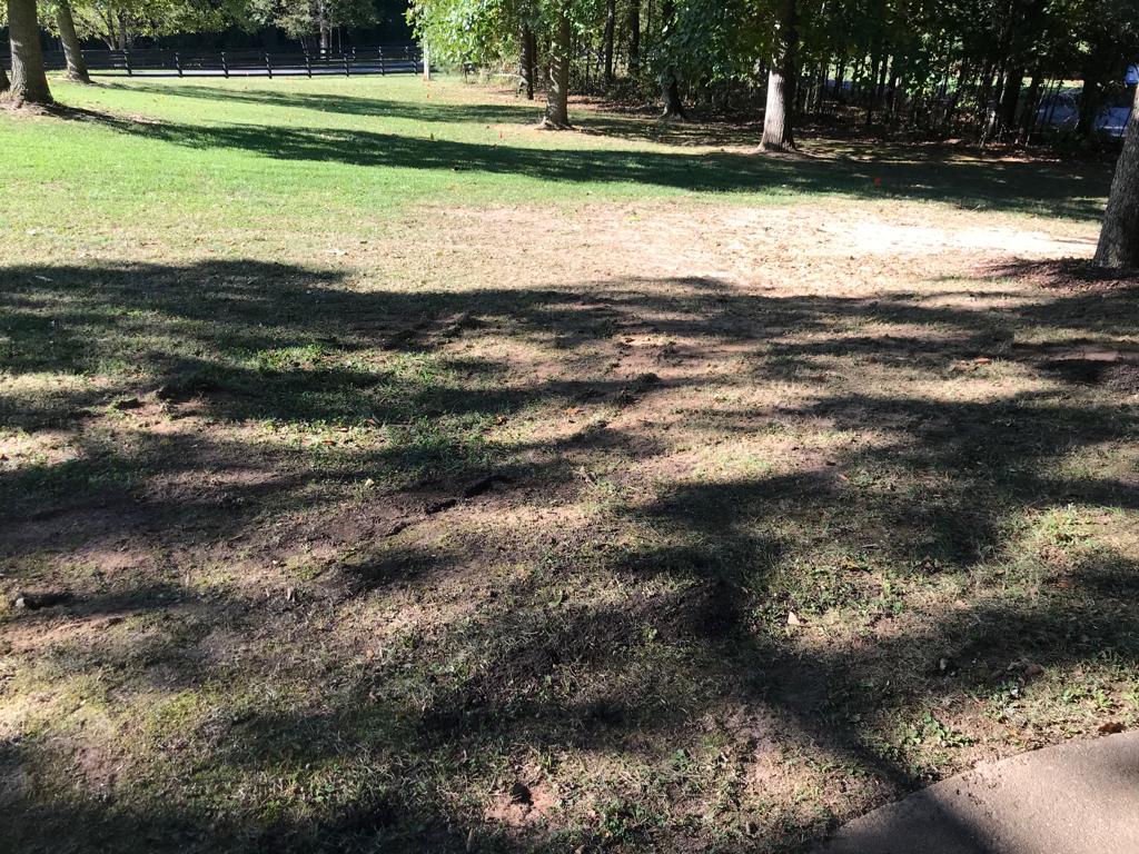 Fescue Seed Plus per square foot Installation/Sod/Fescue