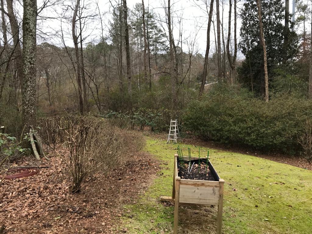 Prune Pee Gee Hydrangea Maintenance/Cut