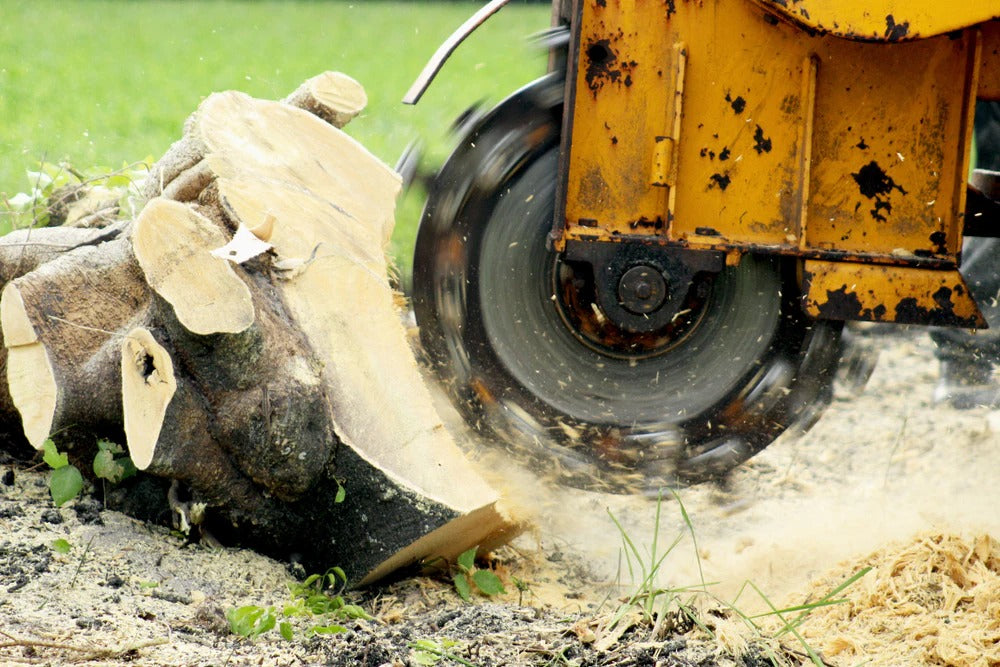 Small Stump Grinding of the Tree Installation /Removal /Grind Stumps