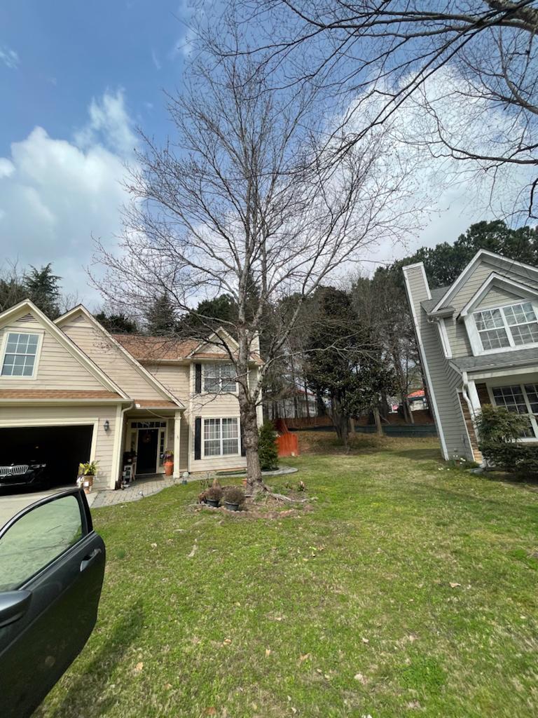 Cut Down Medium Tree Landscapes/Maintenance/Tree/Cut Down