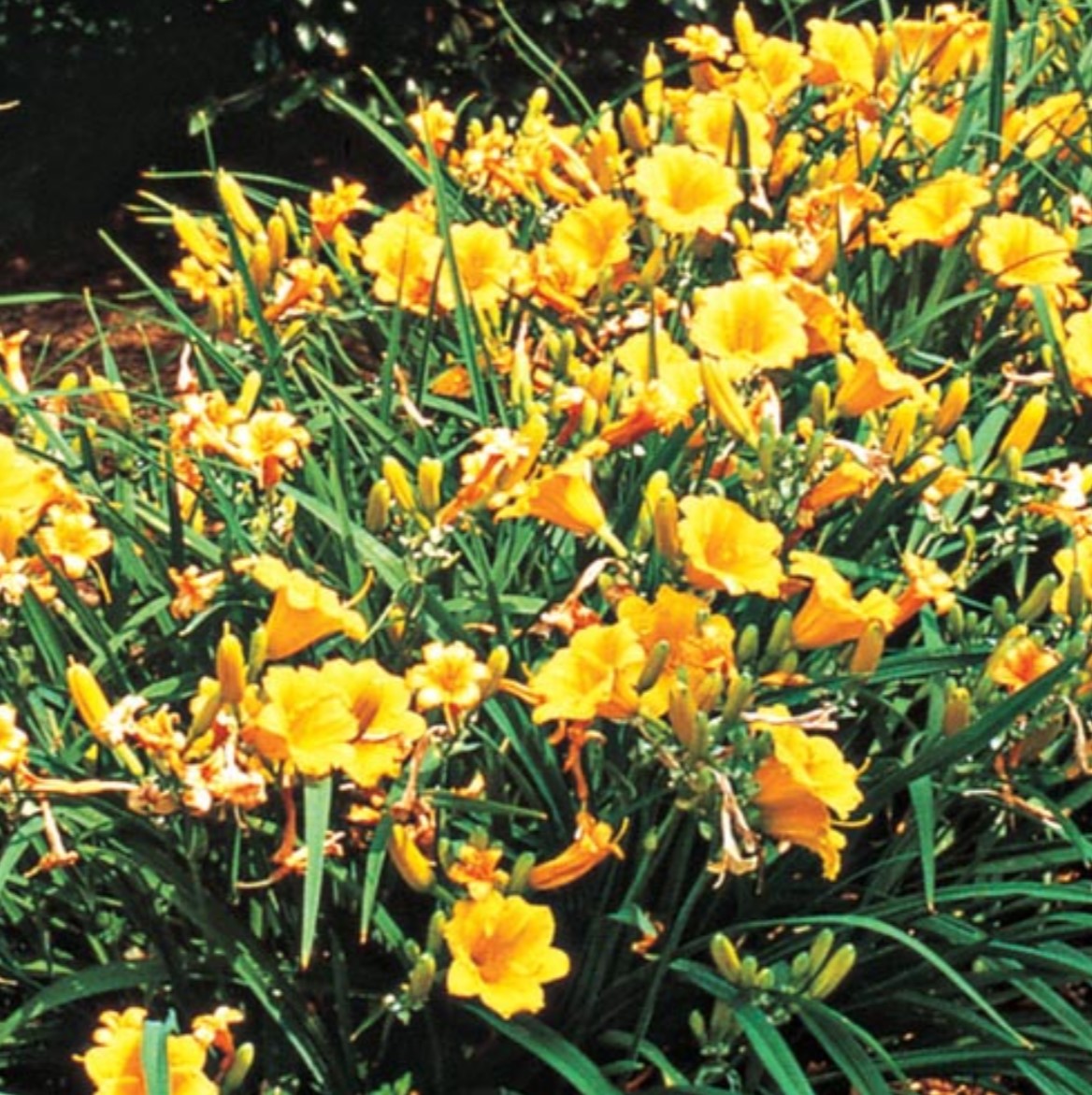 Hemerocallis Stella de Oro Installation/Extended Flower Production/Stella D Oro/