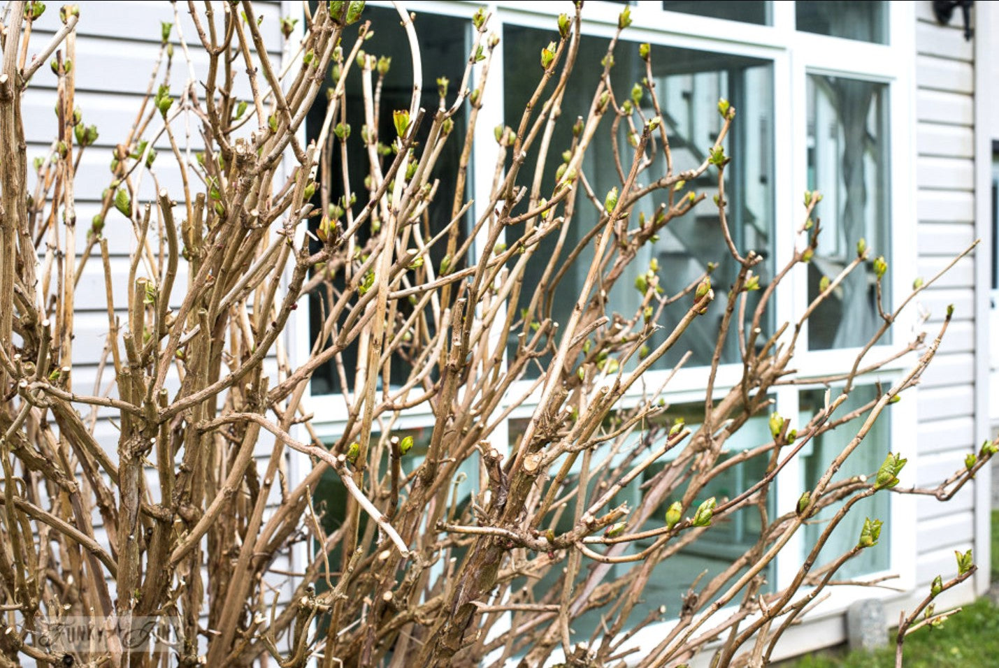 Prune hydrangeas Maintenance/Cut