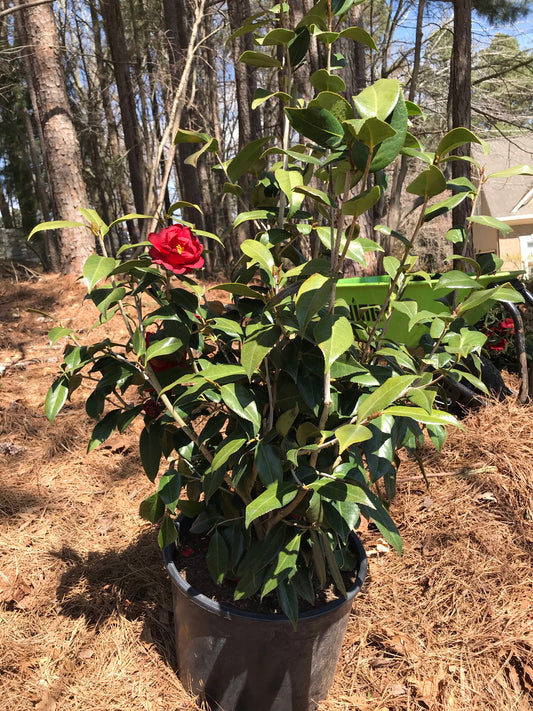 15Gal Red  Flowering Camellia Installation/Plantings