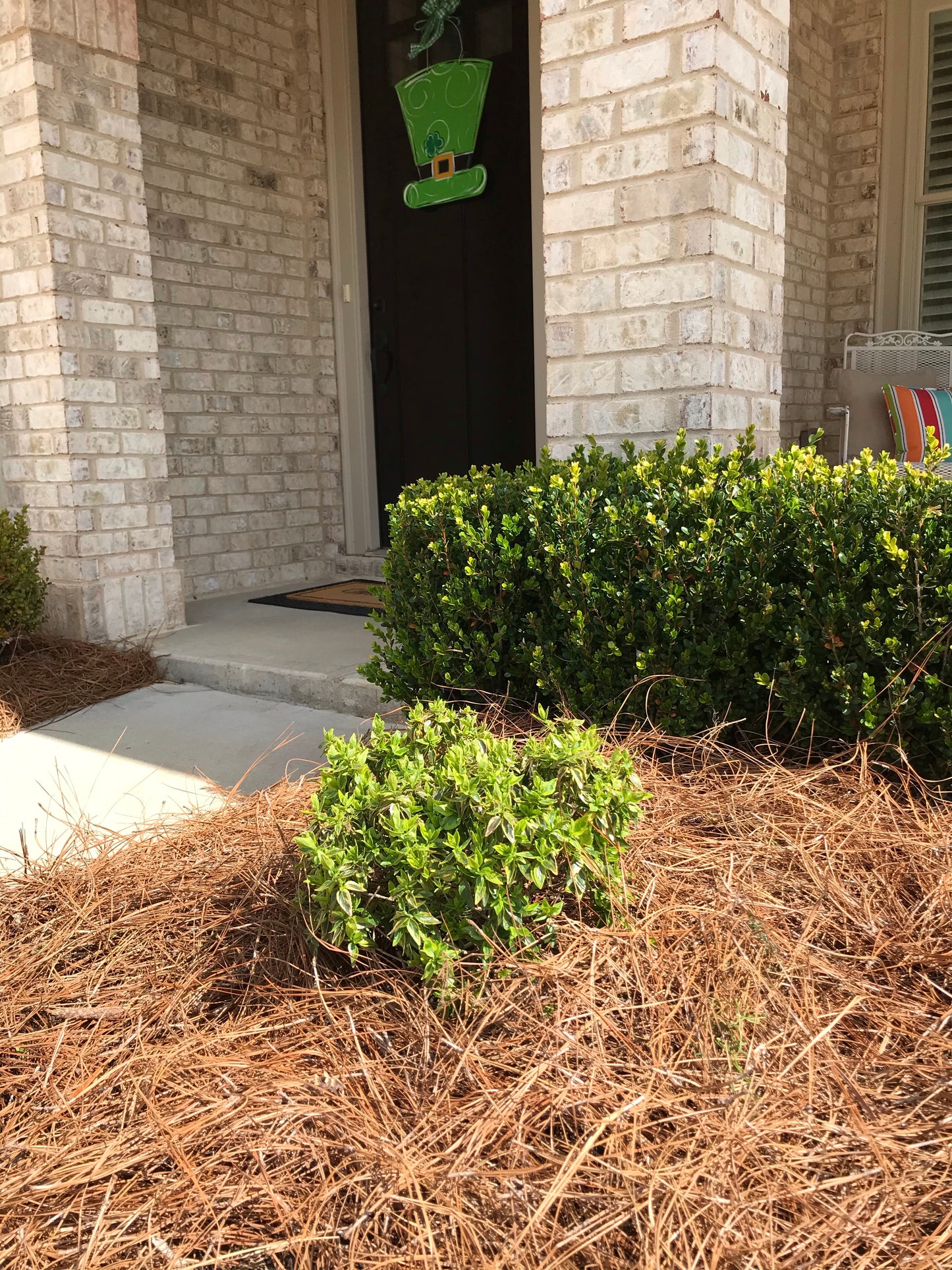 3Gal Abelia Kaleidoscope Installation/Plantings