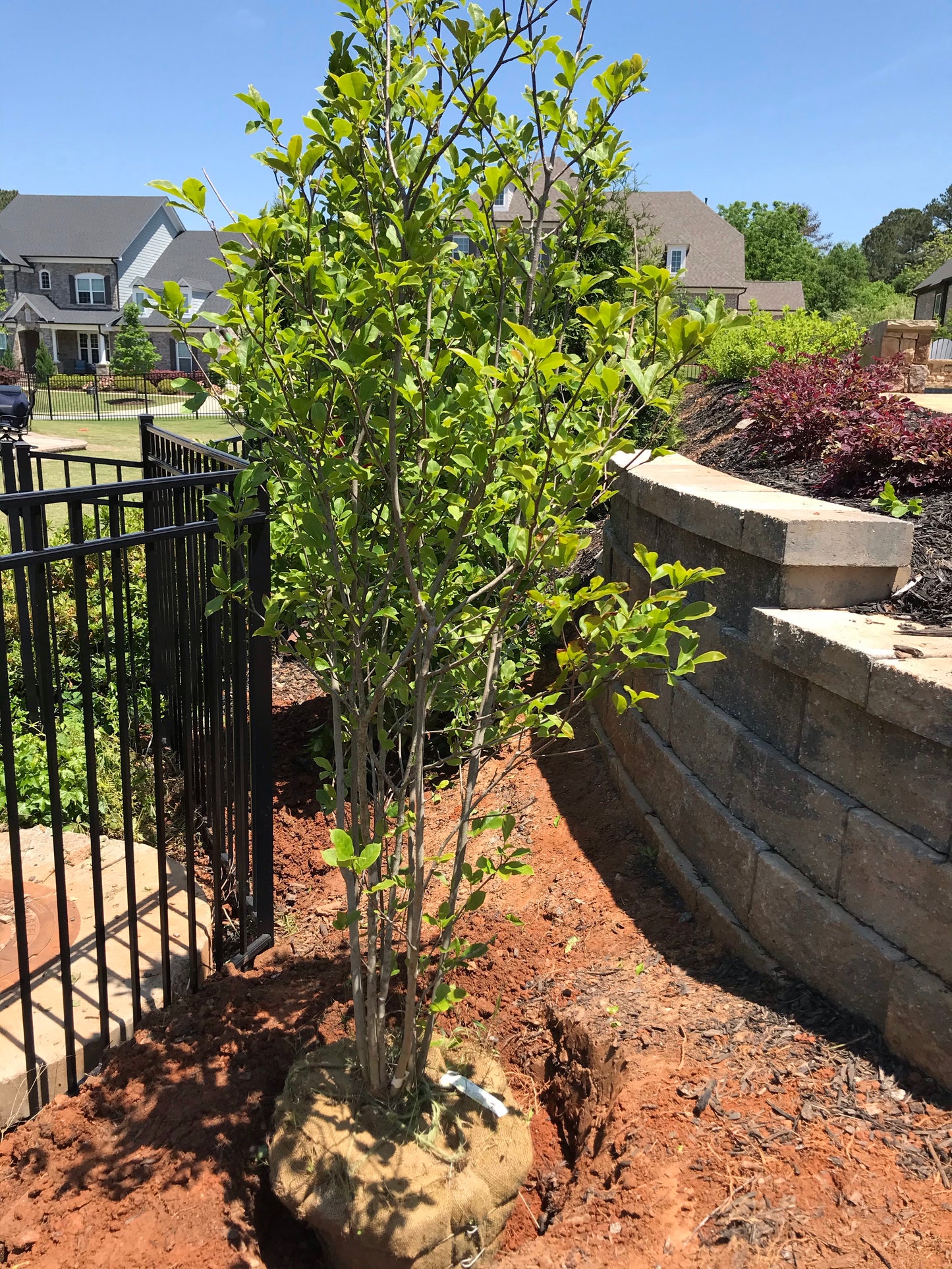 Magnolia 6 ft Height Ball and Burlap Installation/Tree