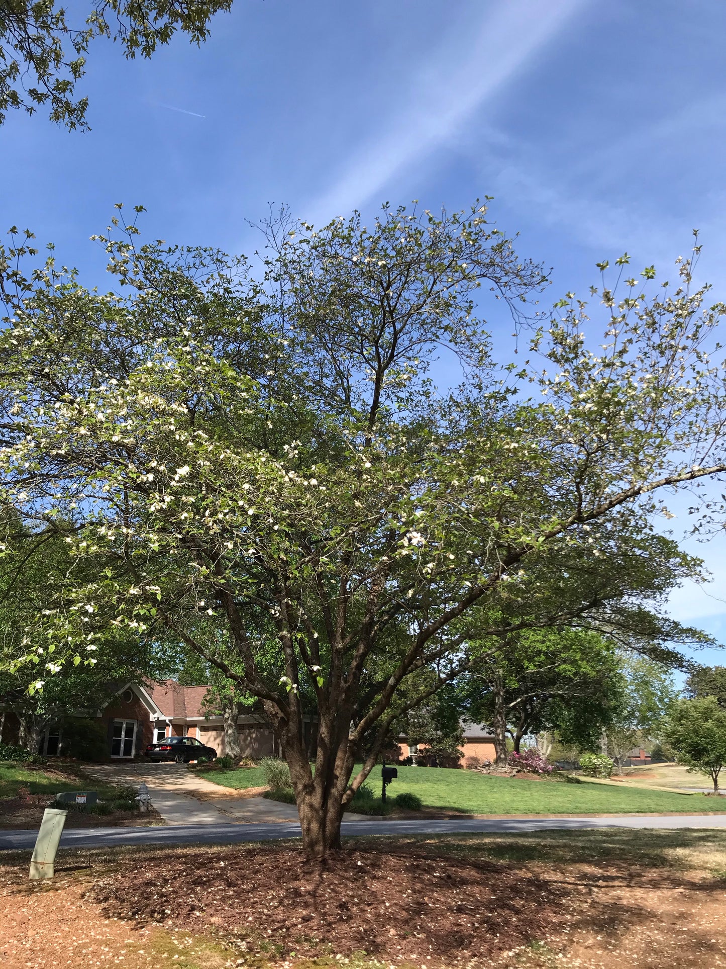 White Cherokee Princess Dogwood Installation/Tree