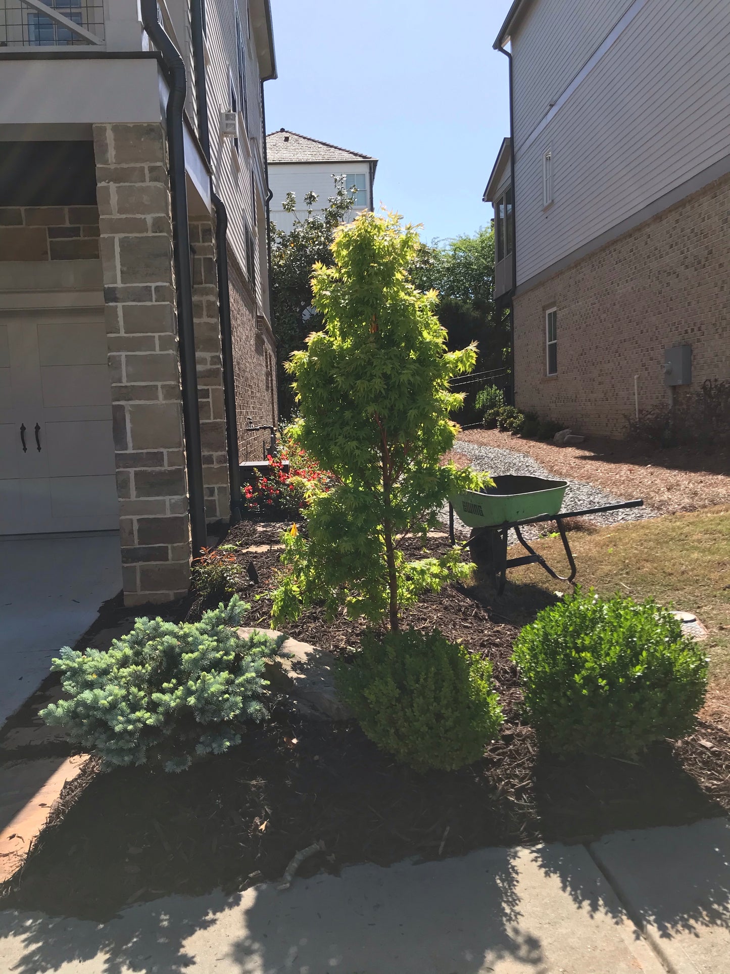 7G Dissectum Japanese Maple Installation/Tree