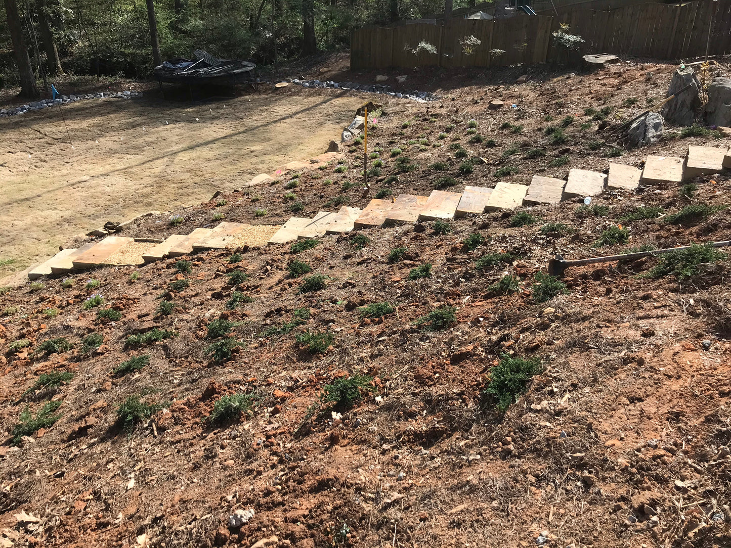 Phlox subulata (Blue) 1G Installation/Plantings