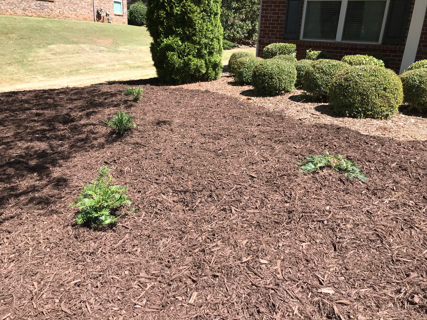 3Gal Spreading Plum Yew Installation/Plantings