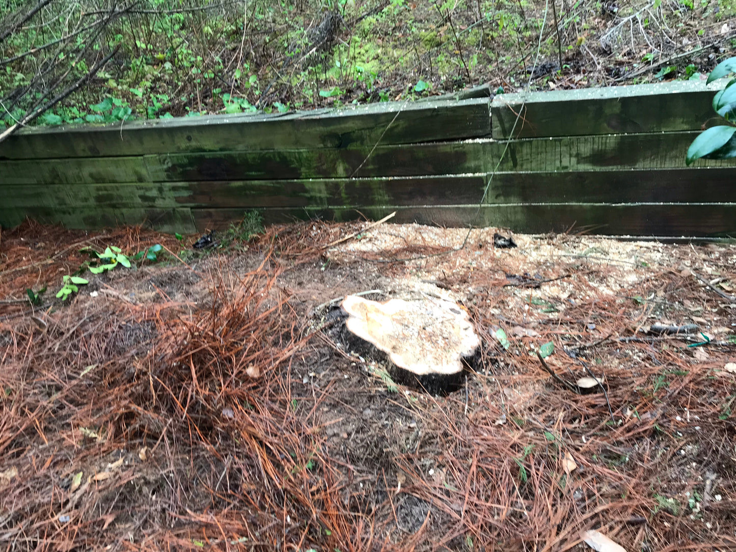 Remove Medium Tree Landscapes/Maintenance/Tree