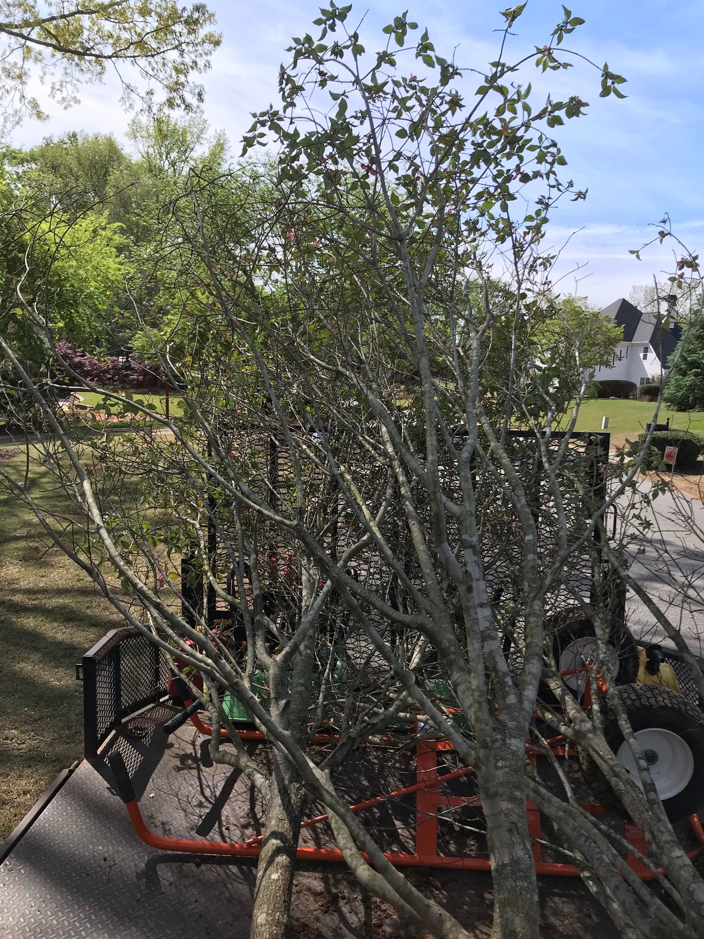 Pink Cherokee Princess Dogwood Installation/Tree