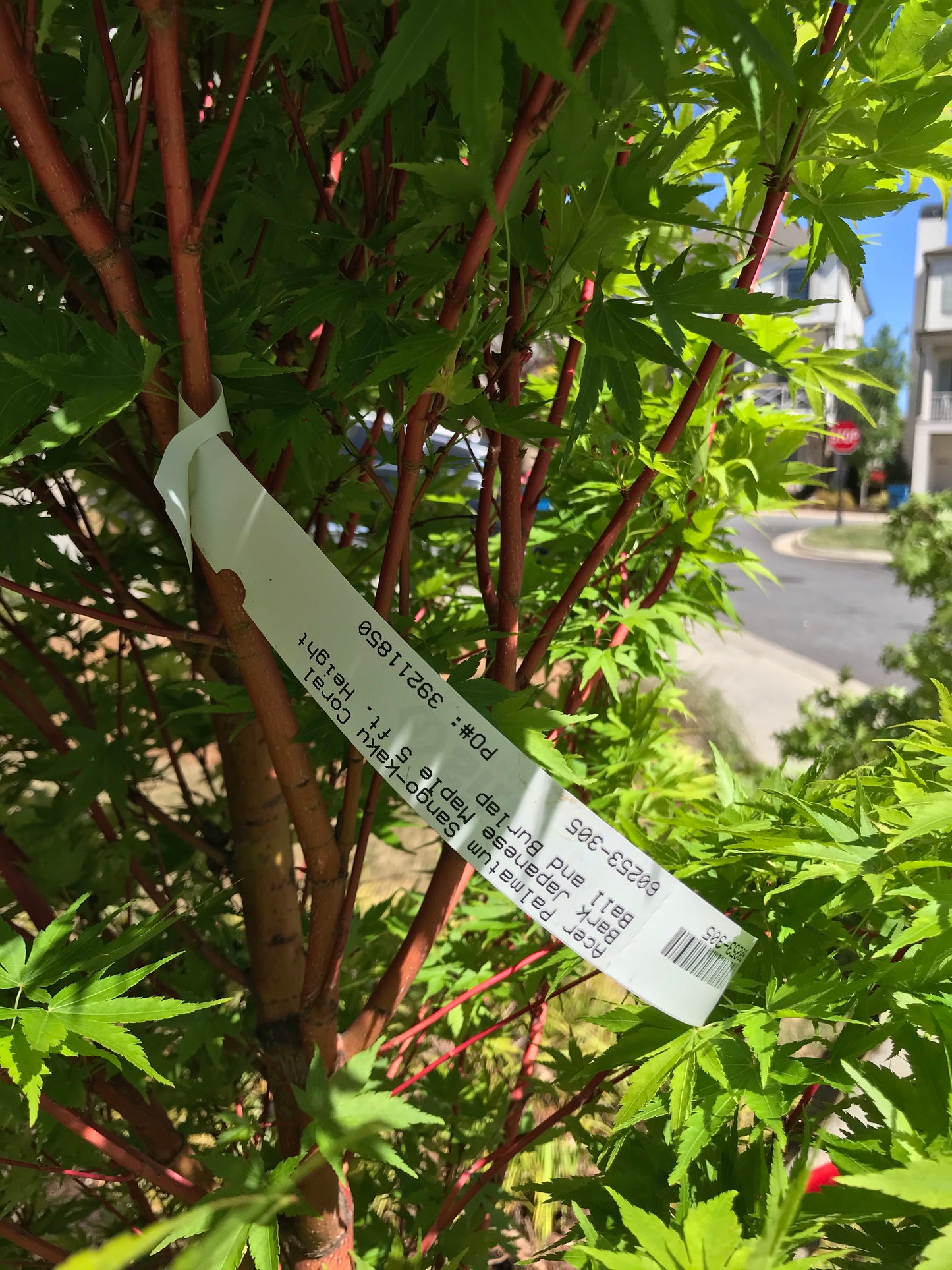 7G Dissectum Japanese Maple Installation/Tree