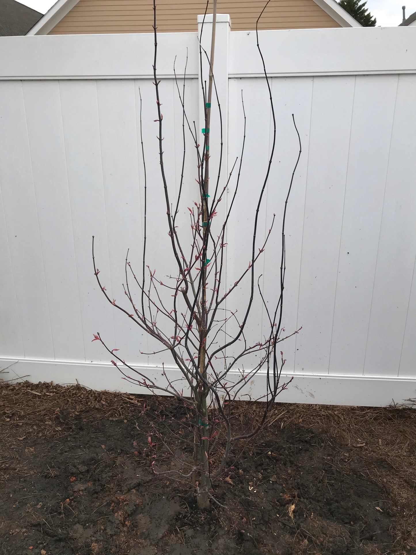 Acer Palmatum BloodGood Japanese Maple 7 Gallon Installation/Tree