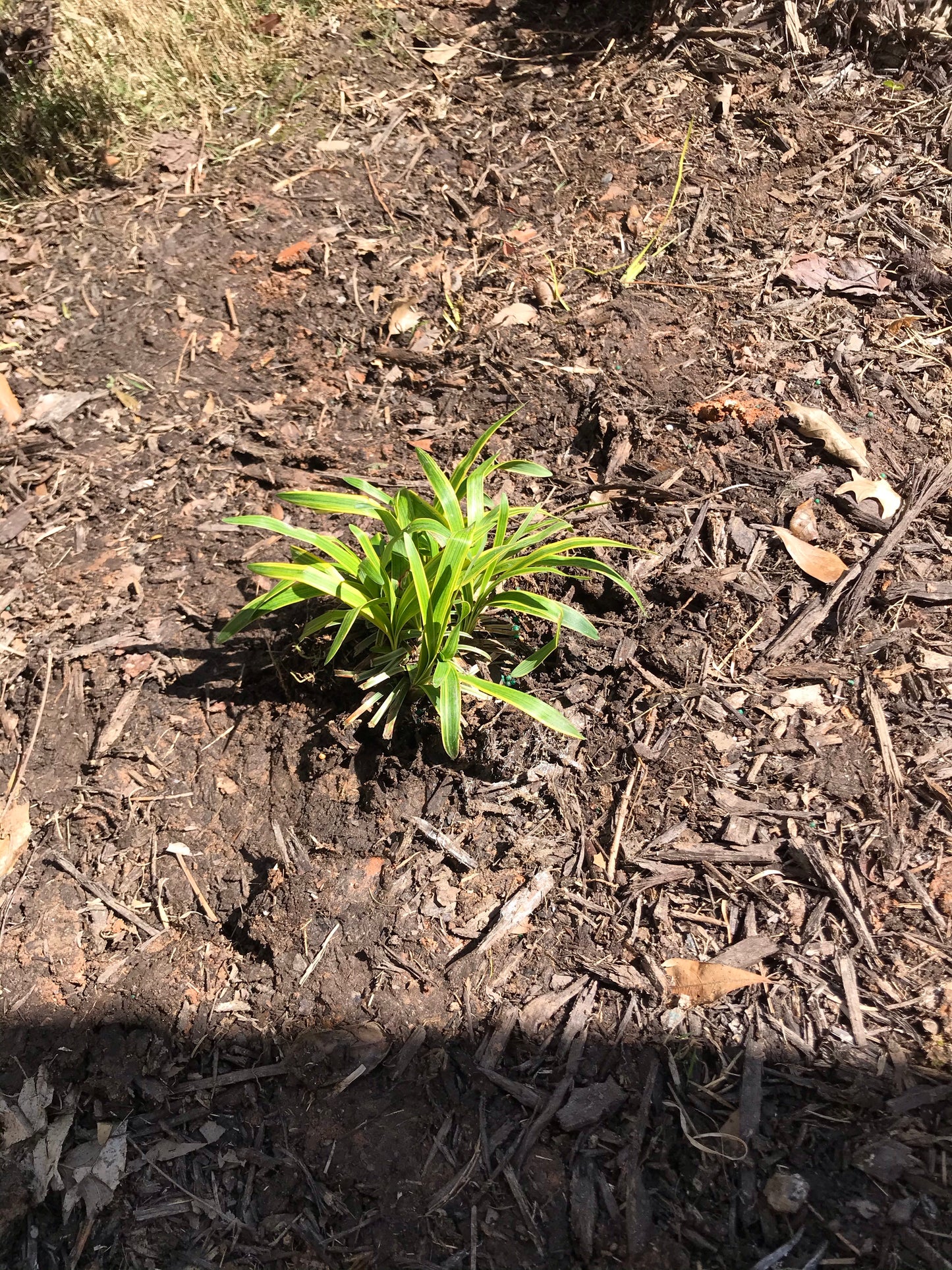 1Gal Liriope Veriegata Installation/Plantings