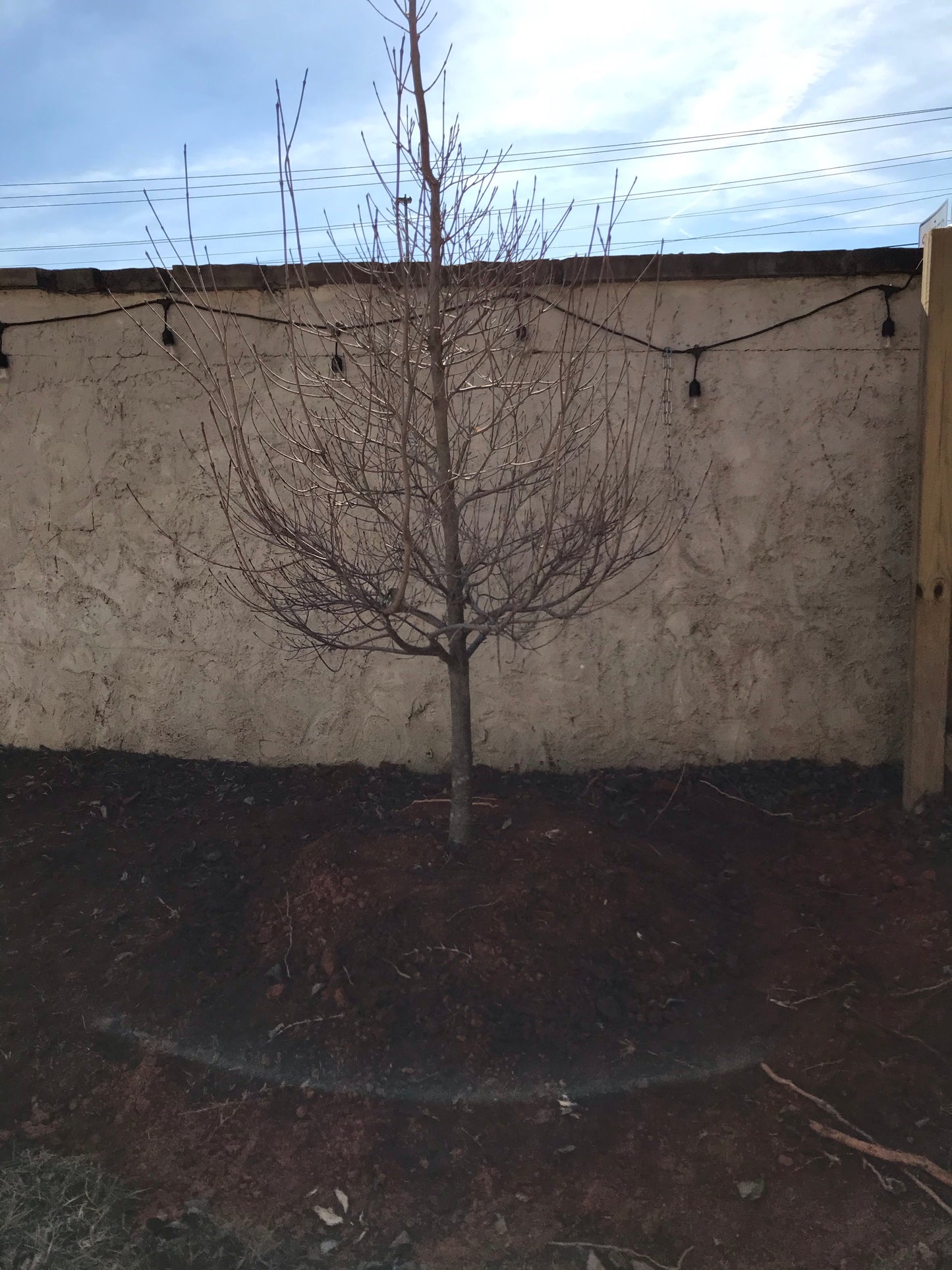 6 Feet tall Chinese Pistache Installation/Tree