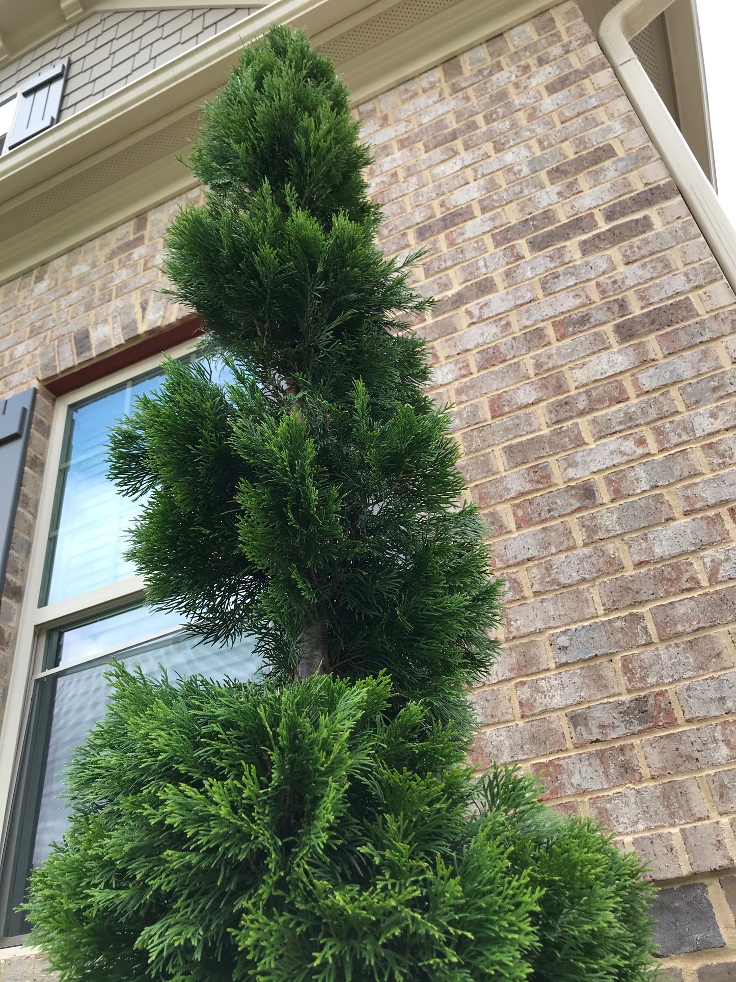 Shaping medium pine with trimmer Maintenance/Cut