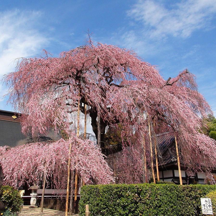 15GAL WEEPING CHERRY PINK  Installation/Tree