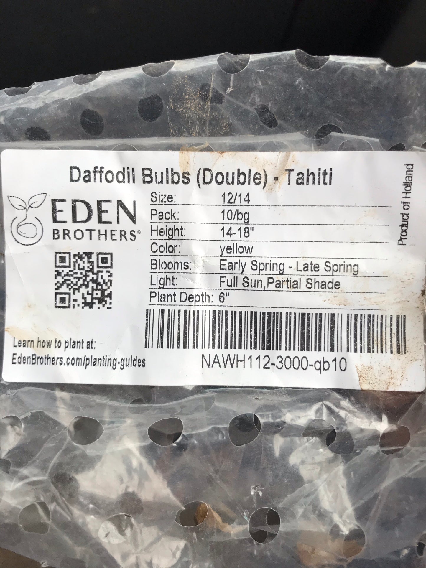 Daylily Purple De Oro Installation/Extended Flower Production/Stella D Oro/