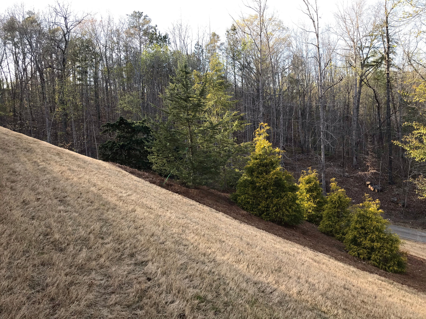 Straighten medium tree Installation/Tree