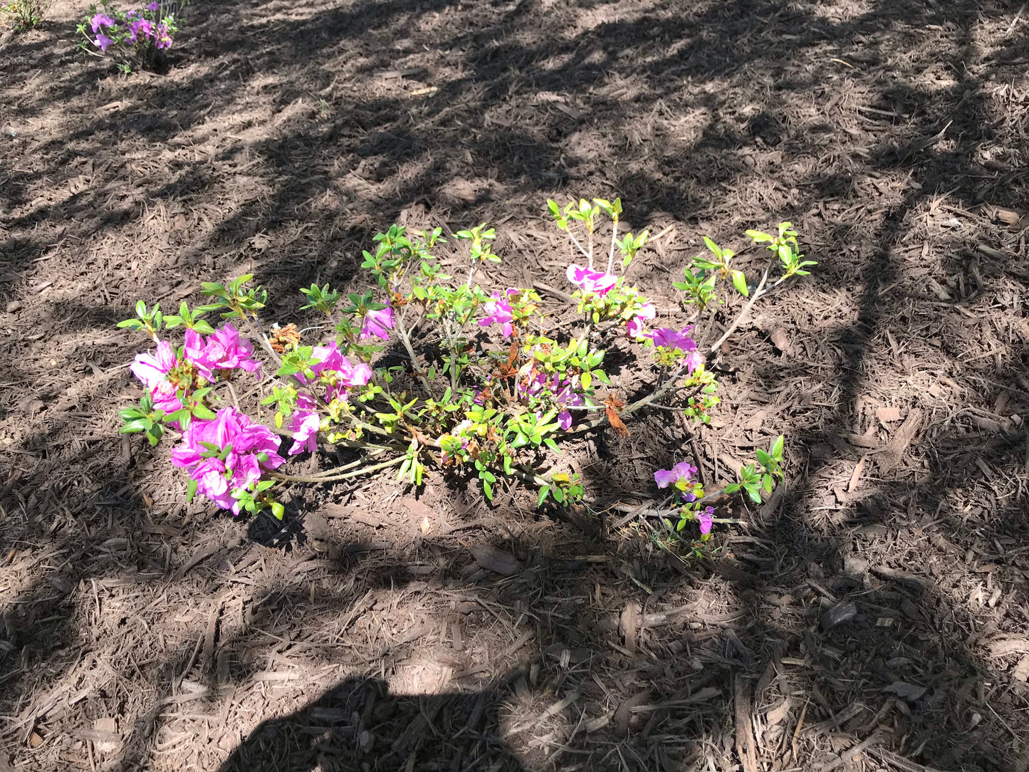 3Gal Encore Azalea Pink Installation/Plantings