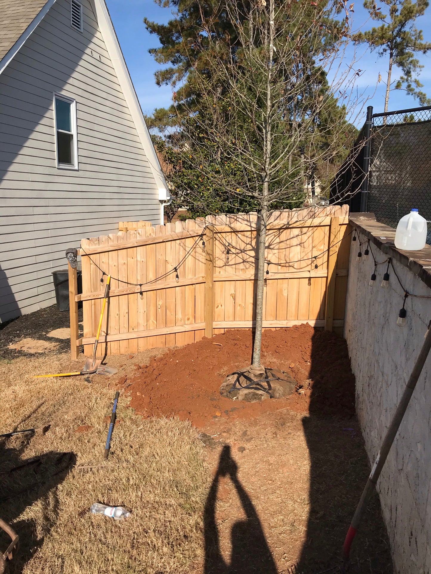 8 Feet Tall Wildfire Tupelo Black Installation/Tree