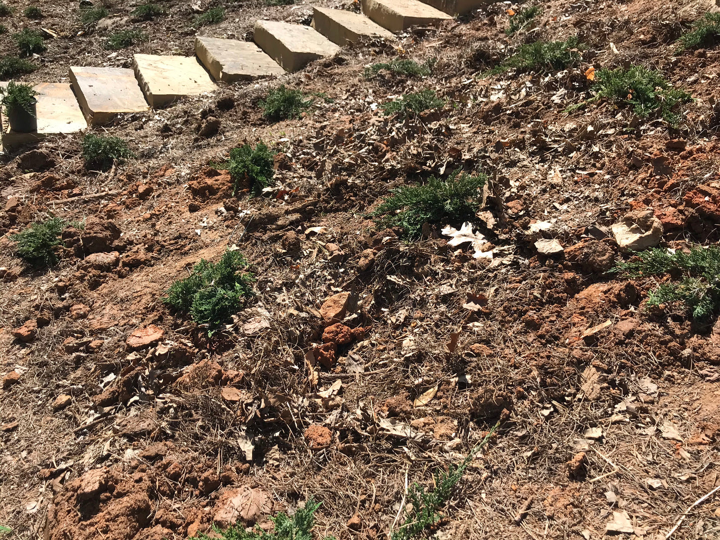 Juniper Blue Rug 1G Installation/Plantings