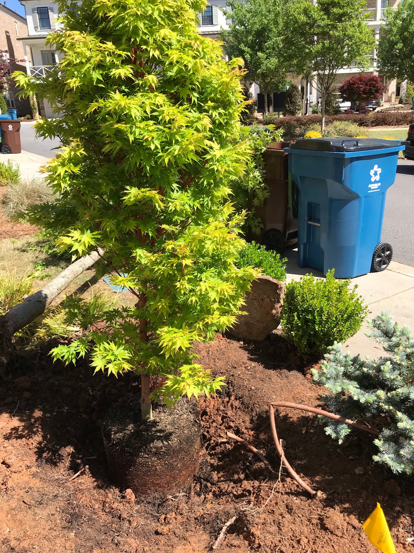 7G Dissectum Japanese Maple Installation/Tree