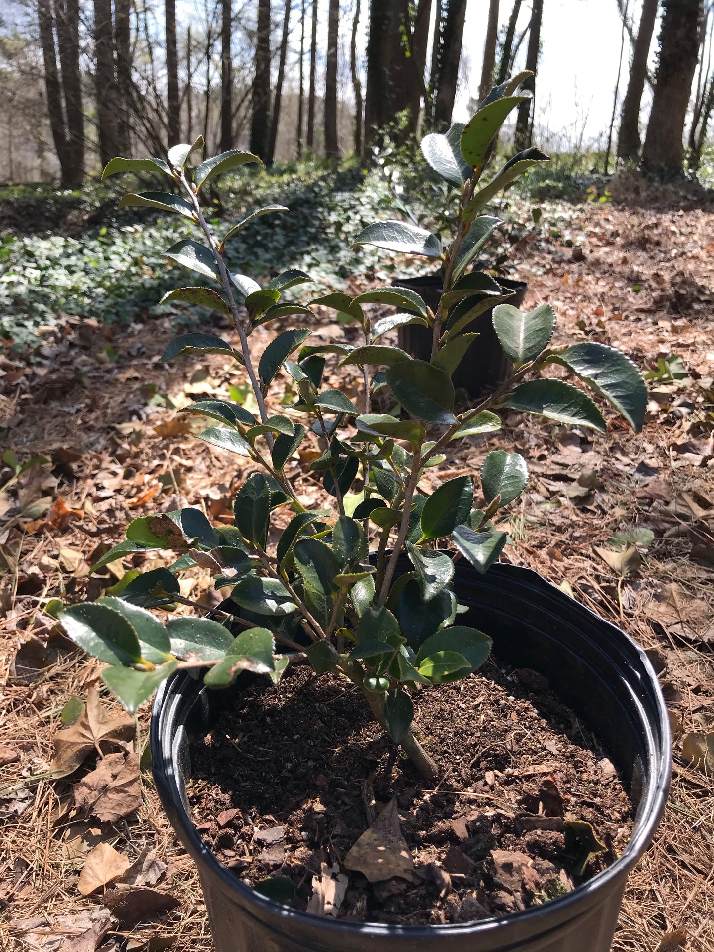 3Gal Shishi Gashira Camellia Installation/Plantings
