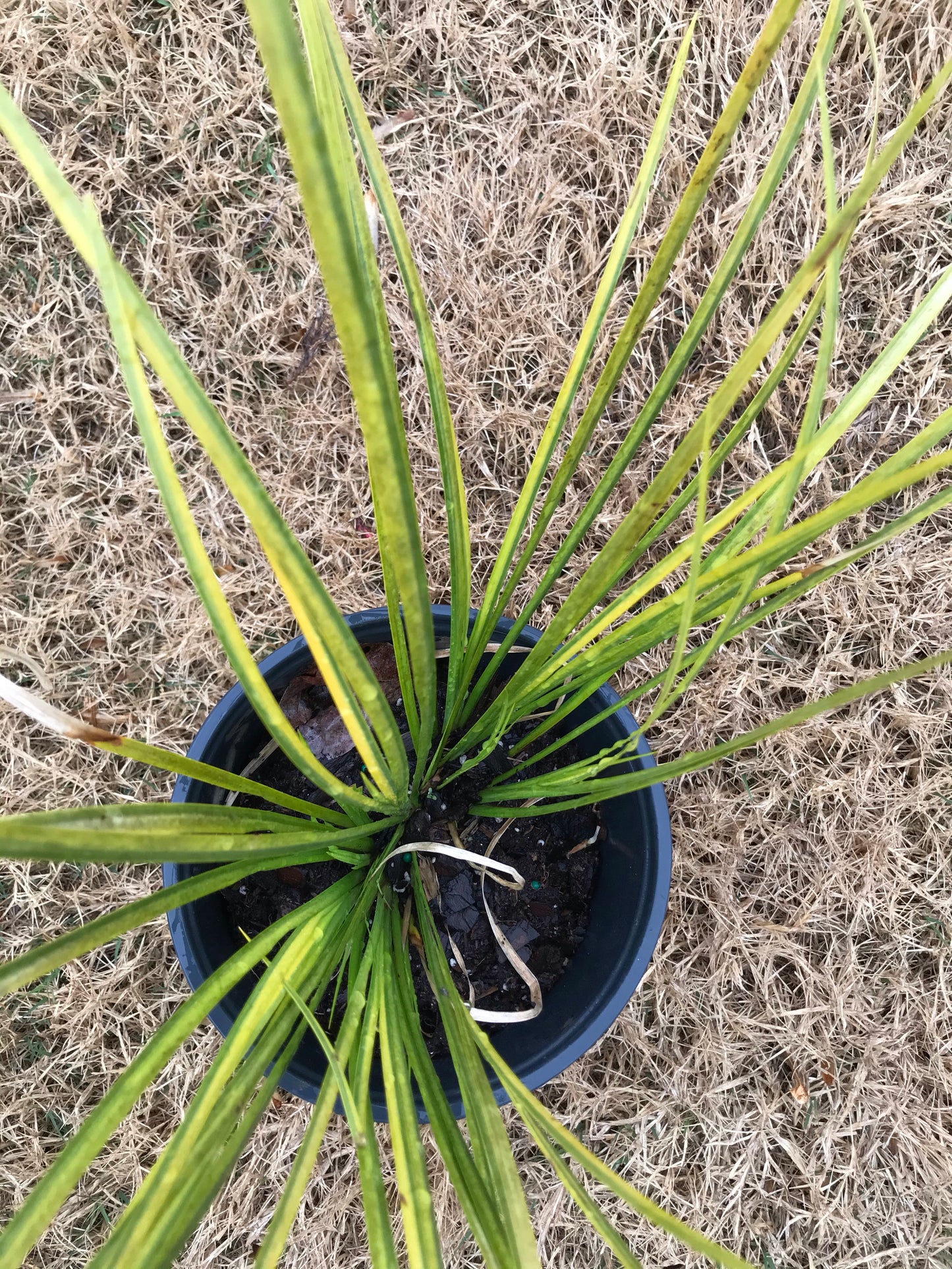 1Gal Acorus gramineus ‘Ogon’ Installation/Plantings