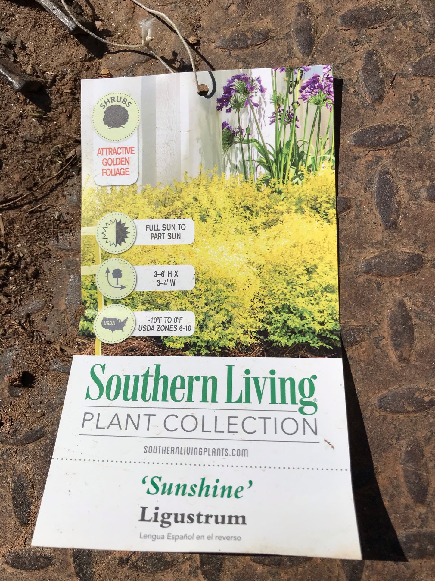 3Gal Sunshine Ligustrum Installation/Plantings