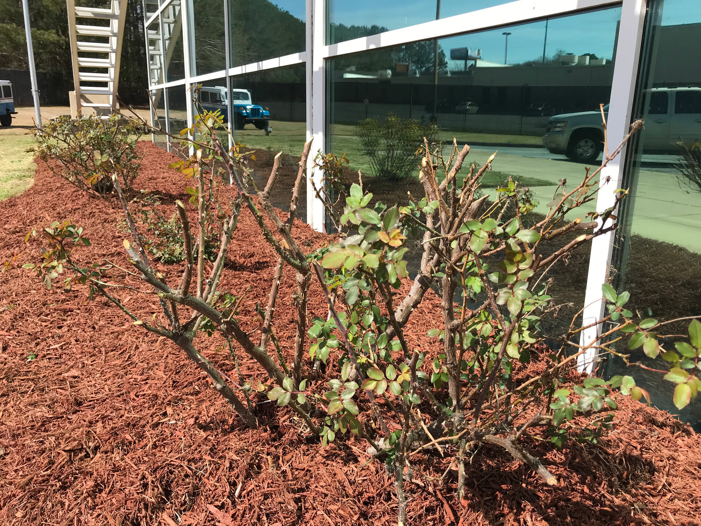 Cut Roses Maintenance/Cut