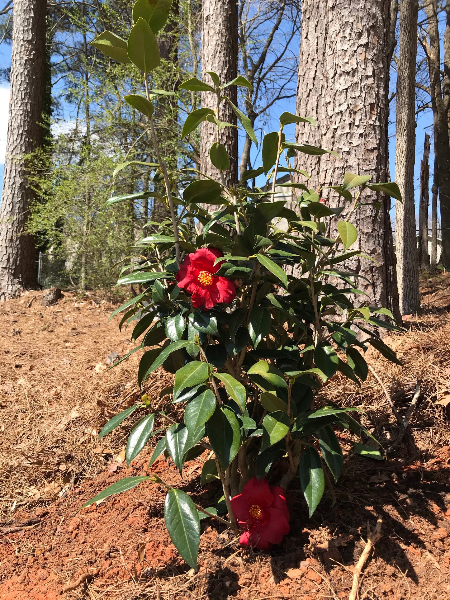 15Gal Red  Flowering Camellia Installation/Plantings