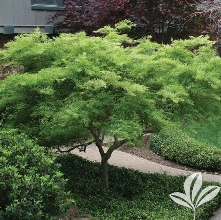 7G Dissectum Japanese Maple Installation/Tree