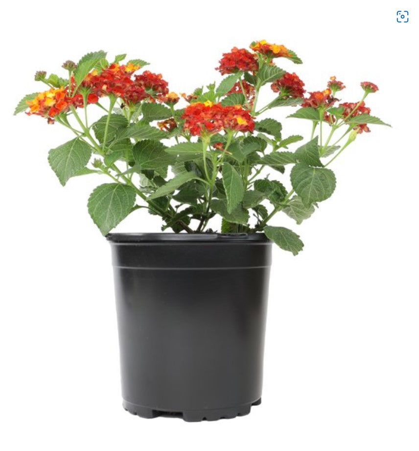 LANTANA Red 1G Installation/Plantings