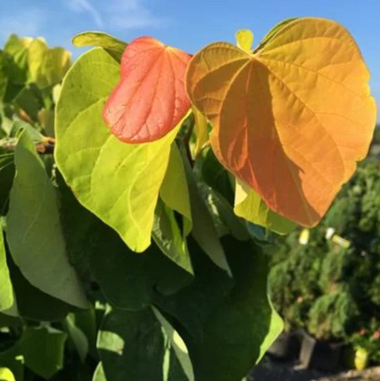 Merlot RedBud The Rising Sun 15 Gallon Installation/Tree