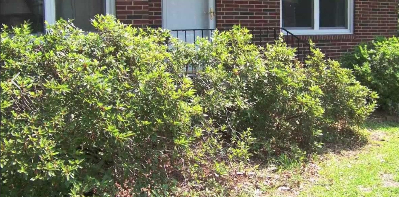 Prune Azaleas Maintenance/Cut