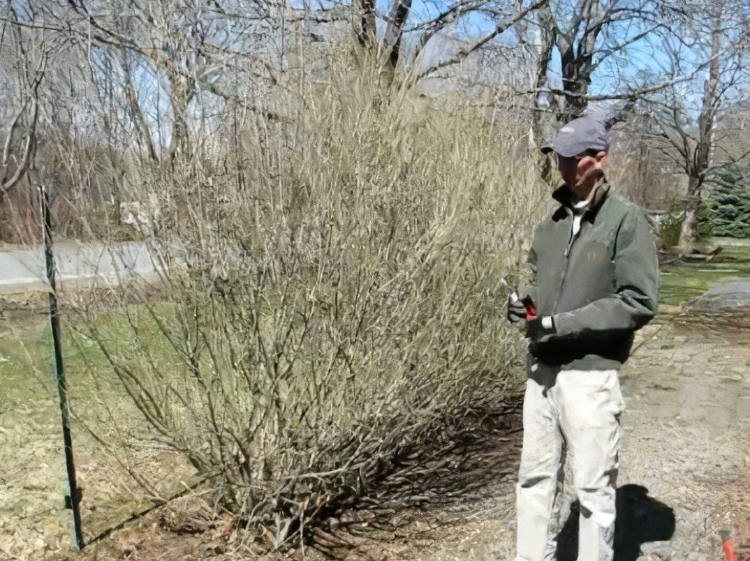 Prune Privet Maintenance/Cut