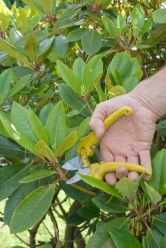 Prune Rhododendron Maintenance/Cut