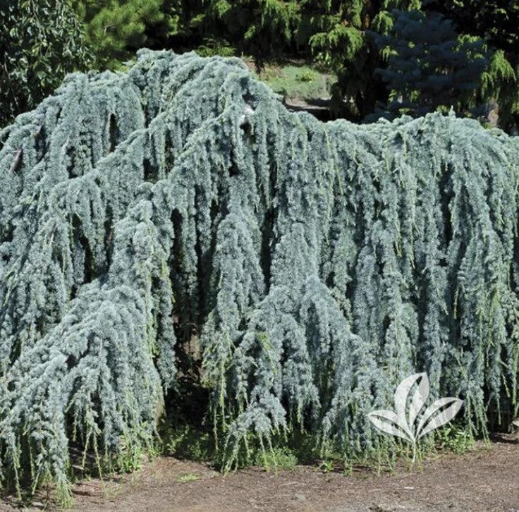 30GAL WEEPING BLUE ATLAS CEDAR Installation/Tree
